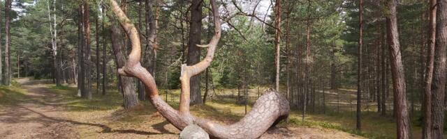 AEGNA GALERII: puhas loodus ja ajahambast puretud militaartaristu