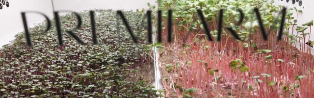 Vaikusepesad ja savikoda: Türi koolid said uusi lahendusi erivajadustega laste toetamiseks