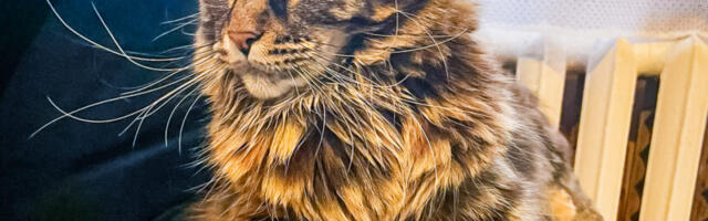 Kassid pole ükskõiksed, vaid lihtsalt ei mõista meid