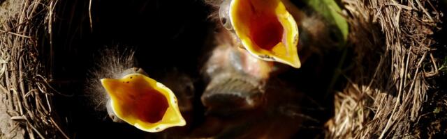 EESTI METSA ABIKS: Metsatööstus ähvardab looduskeskkonda täieulatusliku “sõjaga”