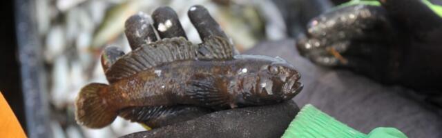 AASTA KALA | Hiiumaa kalurid pakuvad aasta kalaks võõrliiki