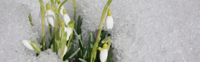 ILMATEADE | Lähipäevil ootab ees soe, kuid tuuline ja sajune talveilm