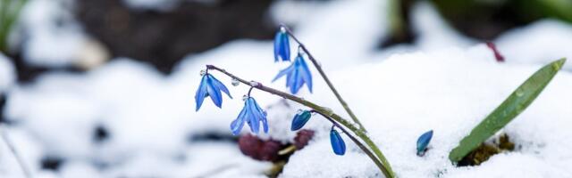 ILMAPROGNOOS | Kas talv ei olegi läbi? Nädalavahetusel võib pudeneda kerget lund