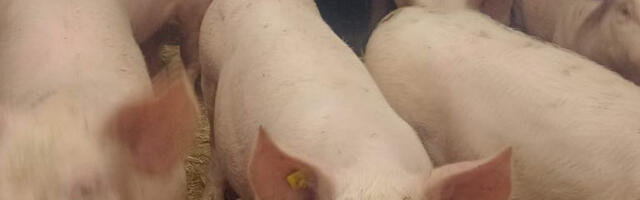 PTA: Nurme farmis uued seakatku positiivsed leiud