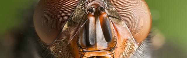 Ares ja tema meeskond