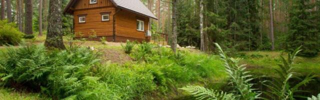 Margo Pajuste: müü mets maha ja koli linna?