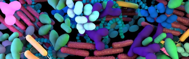 Kahel geenivariandil on oluline seos mikrobioomiga