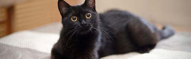 Kass hüppas omaniku kõhu peale, päästes naise surmavast haigusest