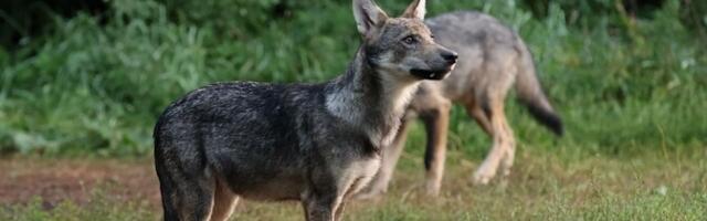 PÖFF-i päevik | "Kriimsilm, karuott ja rebane. Märkmeid metsast" on armastuskiri Eesti loodusele