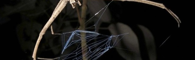 Sündinud tapjaks: ämblikud on oma saagi hukkamise kauniks kunstiks arendanud