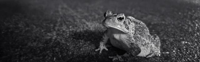 Tartus Ihaste teel piiratakse konnarände ajal liiklemist