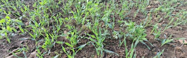 Nädal põllul: sügisene umbrohutõrje kui investeering kevadisse kasvuaega