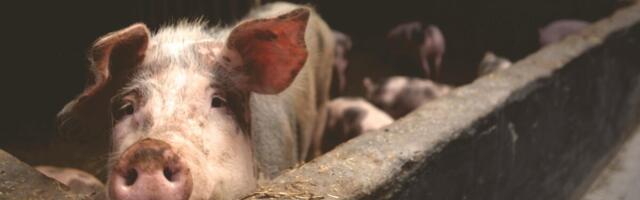 PTA kehtestas Viljandimaal asuvale võimalikule matmispaigale viibimiskeelu