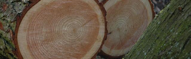 Euroopa Liit kinnitas raadamisvabade toodete määruse rakendamise edasilükkamise