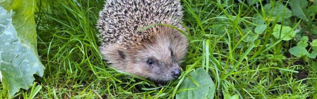 Aasta loom 2026 on siil – väike loom suure sõnumiga