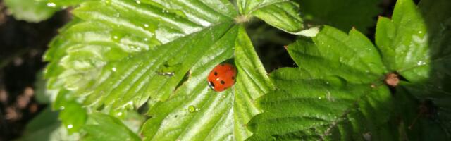 Väikevend NÄDALA FOTO