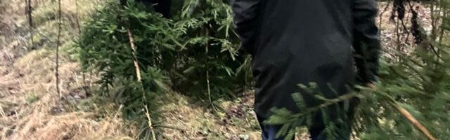 Õnnistuste jada / [i]A series of blessings[/i] ehk kuusesalk läks kuusesallu