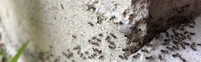 LUGEJA KÜSIB | Kuidas vabaneda korterisse tunginud sipelgatest?