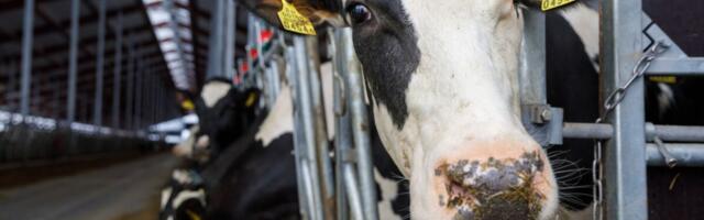 Loomadel kasutatavate kriitiliste antibiootikumide hulk jätkab vähenemist