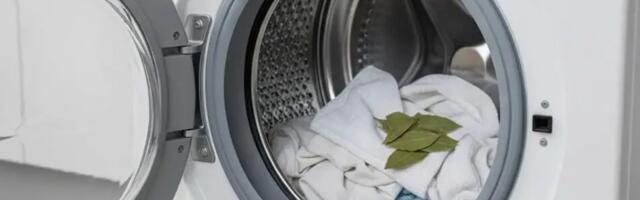 See kõlab kummaliselt, kuid just seetõttu panid meie vanavanemad loorberilehti pesumasinasse