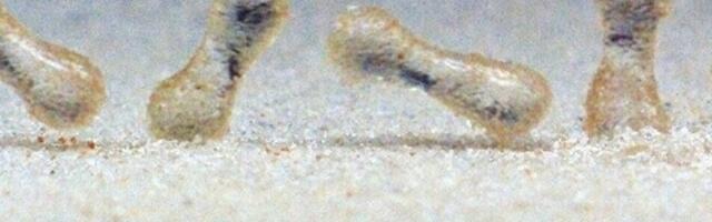 Liivased veepiisad kulutavad mägesid