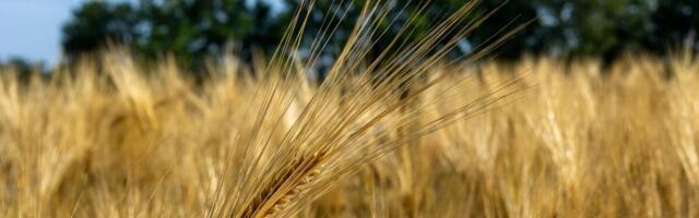 Aasta on uus, aga väljakutsed samad: geopoliitika mõjutab taas teraviljaturgu