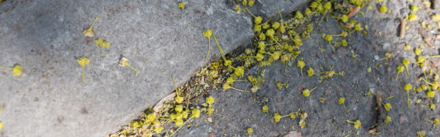 Uuring: õietolmurikas eksamipäev võib noorele kurjalt kätte maksta