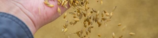 Läti keelab Vene ja Valgevene teravilja impordi