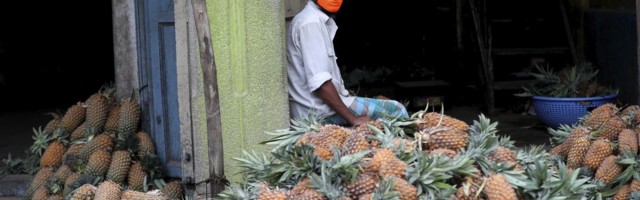 Koroonaravimi otsingul on jõutud ananassis peituva võimsa ensüümi – bromelaiinini