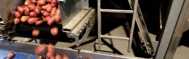 Unikaalne robot-pakkeliin tõstab kodumaise kartulikasvatuse uuele tasemele