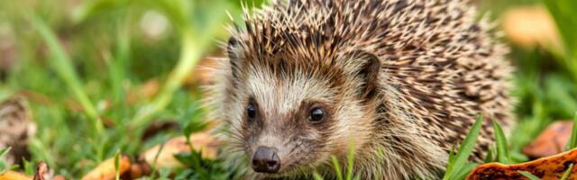 Siilide uus kodu on linnas ja aias, mitte põllul