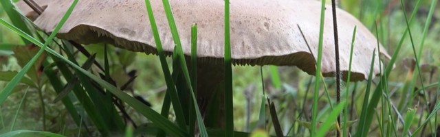 Reporter: Milliseid seeni võib südamerahuga käraka peale haugata?