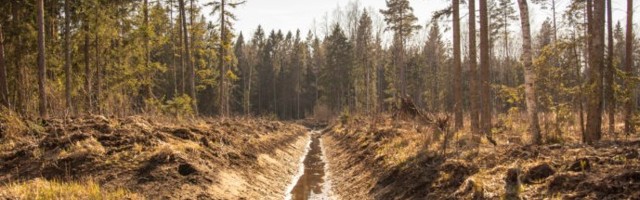 Huvi metsamaaparandustööde toetuse vastu on tänavu kasvanud