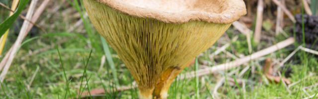 Mükoloog: varem populaarne söögiseen tavavahelik on tegelikult mürgine