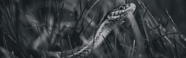 Ole looduses, aias liikudes ettevaatlik, paar sooja ilma on üles äratanud rästikud!