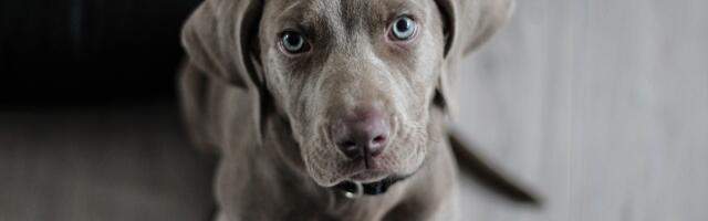 Koera värvimuutus aitas tuvastada kodus ohtliku olukorra 