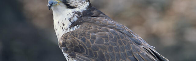 Lihula lähistel nähti Mongoolia rahvuslindu