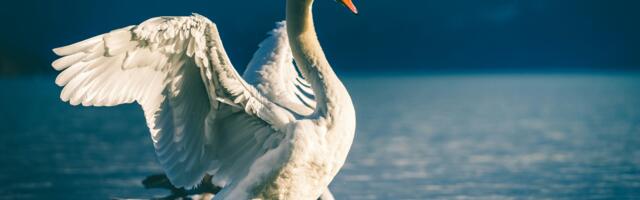 Külm aeg ajab linnud rändele – kas ja kuidas valmistuda?