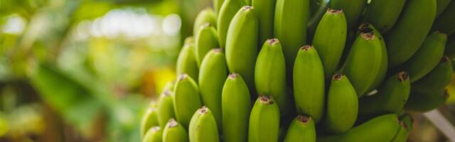 Audiitorid: ELi põllumajandustoetuste mõju on ebaühtlane