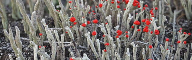 Raiesurve hind: paljud metsasamblikud on Eestis hävimisohus