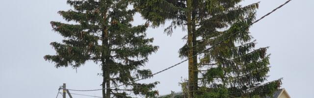 Haapsalu elektriliinide puhastus kahjustas puid
