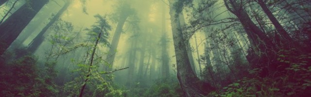 Taimed teevad surnukehade läheduses kasvades midagi ebatavalist, mis aitaks kadunuid leida