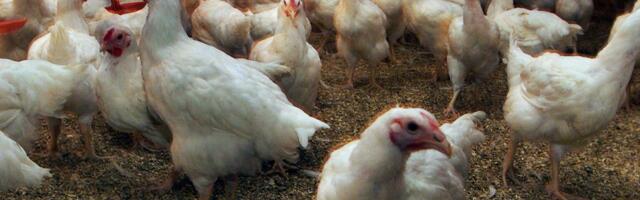 Linnugripp ähvardab meilgi inimesi: Eesti soetab 1000 doosi vaktsiini