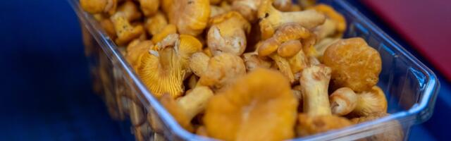 Mustikate ja kukeseente hind langeb, metsasaadused saab kätte peaaegu poolmuidu