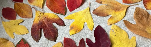 Riina NOORTE NURK: Ühe puu peal kolm erinevat lehte