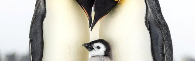 Teadlane: peame kaitsma Antarktikat, muidu on Pärnu, Kuressaare ja Haapsalu tulevikus vee all