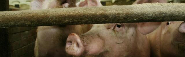 PTA: Nurme farmi loomade hukkamine jääb ootele