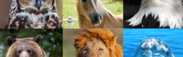 Südamepeegel : vali loom või lind ja loe oma südame sõnumit