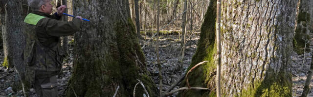 Pärnumaal mõõdeti Euroopa kõrgeim haab