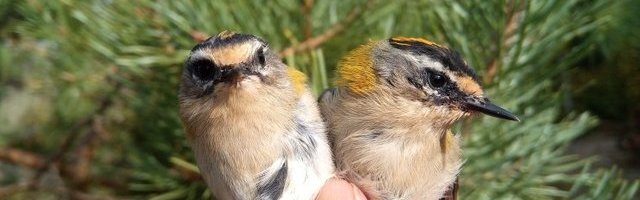 Eestis pesitseb pea 30 miljonit lindu, kanaliste olukord halveneb